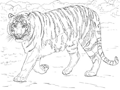 Bengal Tiger coloring page | Free Printable Coloring Pages