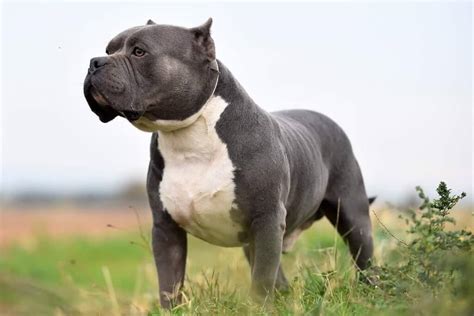 15+ Muscular Dog Breeds in the World (With Images) | Pets Nurturing