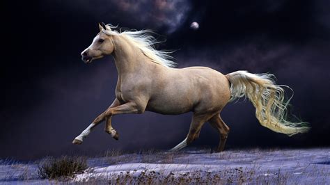 Horse 4k Wallpapers - Top Free Horse 4k Backgrounds - WallpaperAccess