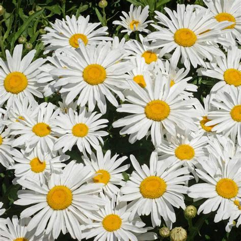 Silver Princess Shasta Daisy Seeds | White Daisy Seeds