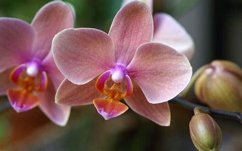 hybrid Phalaenopsis orchid close up