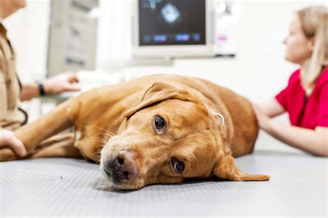 Recognizing and Treating Skin Cancer in Dogs - Tractive