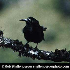 Kauai O'o, Hawaiian Forest Bird | BirdNote