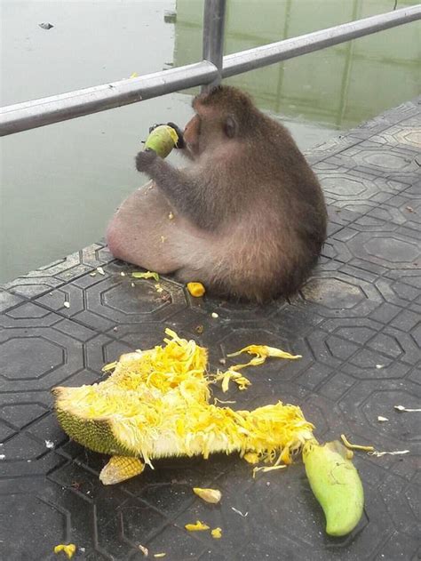 Monkey dubbed Uncle Fatty feared dead after vanishing from Thai fat camp | Daily Mail Online