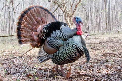 Hunting Wild Turkey in North Carolina - GRAND SLAM NETWORK