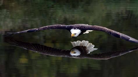 Eagle Wallpaper (81+ images)