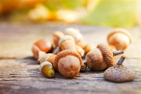 3 benefits and 3 downsides of consuming Acorns you should know about