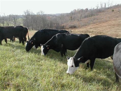 Cull Cows and Stockpiled Forage | Ohio BEEF Cattle Letter