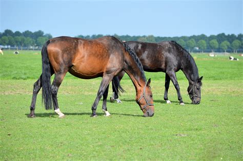 2 Horses Free Stock Photo - Public Domain Pictures