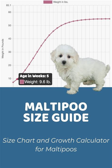 Maltipoo Size Guide, Chart, and Calculator: How Big Do Maltipoos Get?