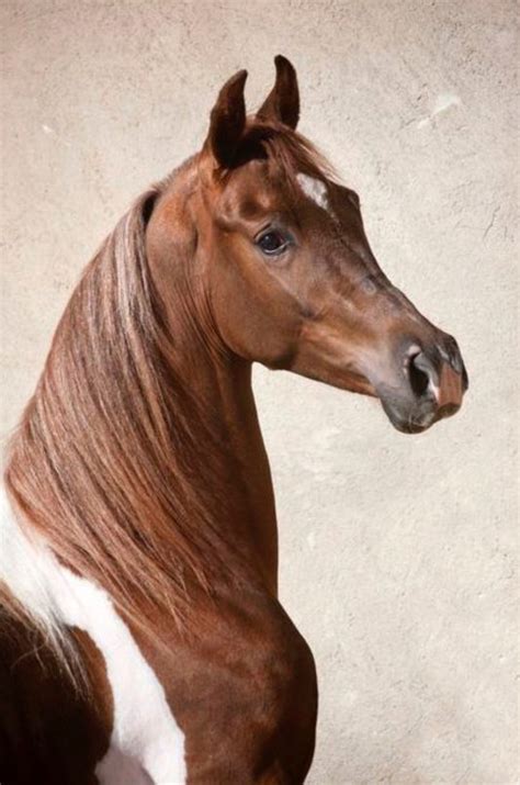 Lovely Tobiano Pinto Arabian Cross - Amazing Tobiano Pinto Horse