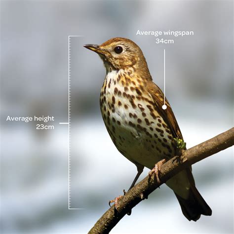 Bird Guide: Song Thrush - Bird Guides - Westland Garden Health