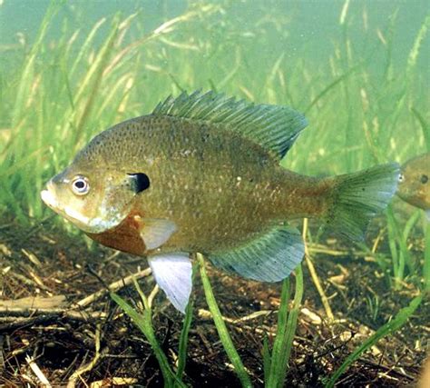 How to Catch Panfish in the Spring - Ask the Fisherman