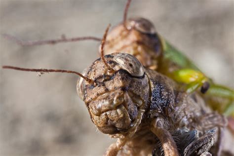 Crickets Mating Photograph by Craig Lapsley | Fine Art America