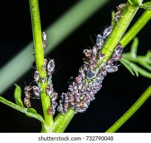 Black Bean Aphids Aphis Fabae Getting Stock Photo 732790048 | Shutterstock