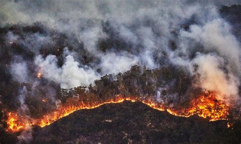 3 billion animals harmed by Australia’s fires | Stories | WWF