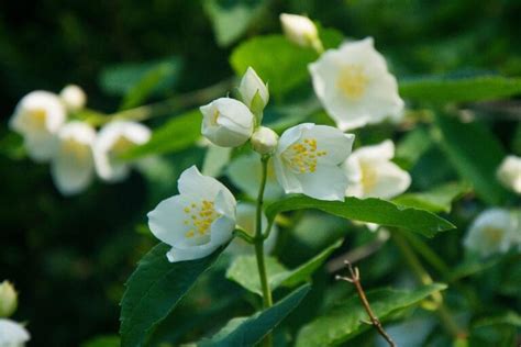 Jazmín, una flor mágica, bella y con un agradable aroma