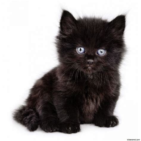 Photo De Chaton Mignon Noir - Goimages Cove