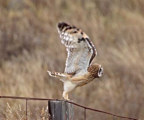 Pictures and information on Pueo - Hawaiian Owl