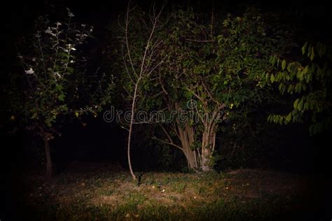 Trees by Night, Light Painting Nature. Stock Photo - Image of trees, dark: 123638678