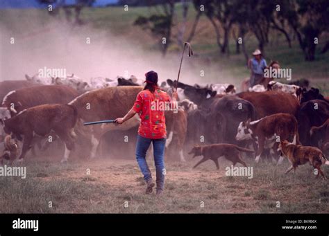 Mustering cattle, Victoria, Australia Stock Photo - Alamy