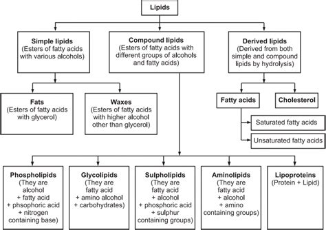 Functions Of Lipids Definition Classification Examples – NBKomputer