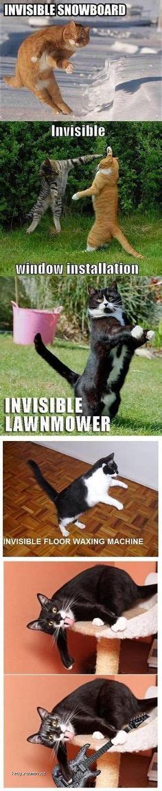 Invisible cats. =^..^= www.kittyprettygifts.com #cats #memes #lolcats #cute Animals And Pets ...