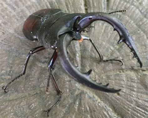 Rhinoceros beetle stag beetle - taialanguage