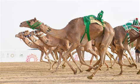 Camel racing festival in Saudi Arabia - Global Times