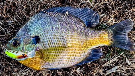 Best Baits for Bluegill Fishing - Wired2Fish in 2023 | Bluegill ...