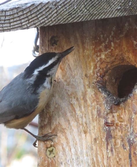 Montana Wildlife Gardener: Nuthatch and chickadee nesting update