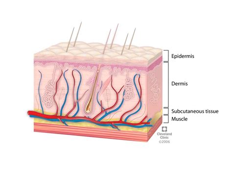 Skin: Layers, Structure and Function