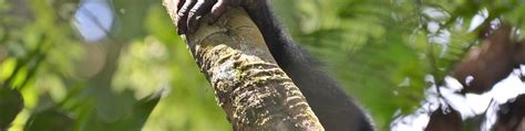 Bonobo Conservation Initiative