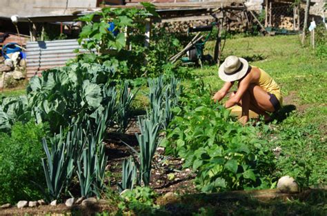 Organic Pest Control for Garden Vegetables using Natural Checks and Balances – Mother Earth News