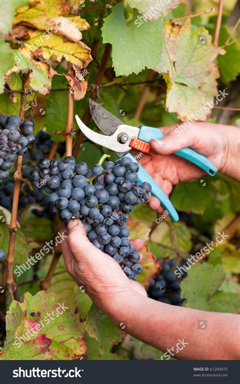 Grape Harvesting Stock Photo 61294975 : Shutterstock