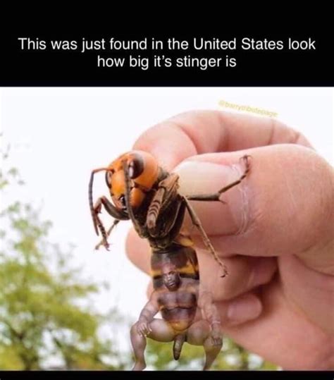 These Murder Hornets are no joke - 9GAG