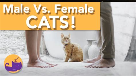 Male And Female Cat Anatomy