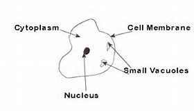 Image result for human cheek cell diagram | Cell diagram, Cell parts, Cell membrane