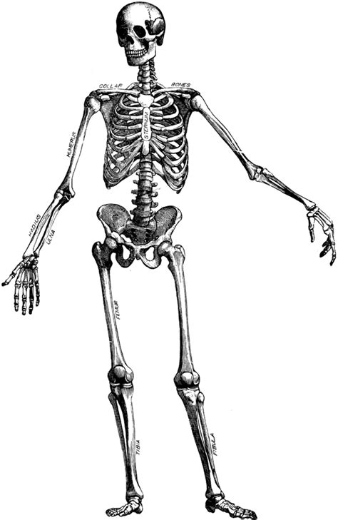 Download High Quality skeleton clipart waving Transparent PNG Images ...