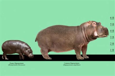 9 Interesting Facts About Pygmy Hippo. An unexpected gem in