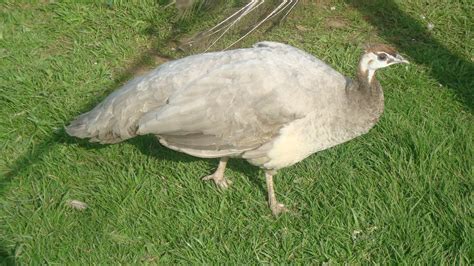 Opal Peacocks - Peacocks UK