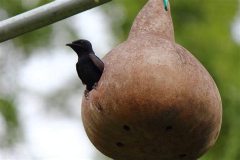 Purple Martin Gourds: How To Attract Purple Martins With A Gourd House