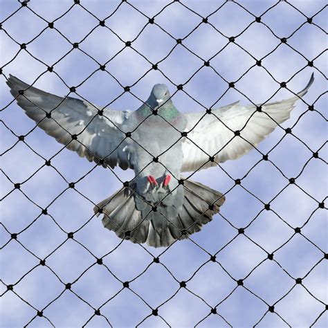 No Knot Bird Netting Pigeon Netting Bird B Gone, 60% OFF