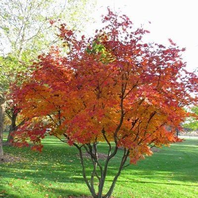 Autumn Brilliance Serviceberry