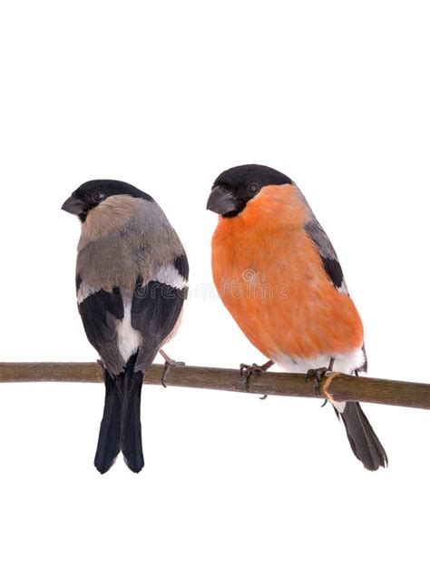 545 Male Female Bullfinch Stock Photos - Free & Royalty-Free Stock ...