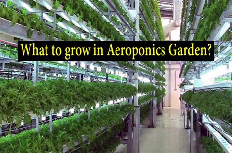 Know about all the plants that can be grown successfully in Aeroponics ...