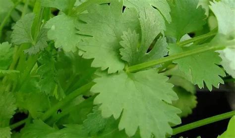 Coriander Herb - Health Benefits, Uses and Side Effects