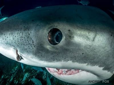 Can White Sharks see in murky water? | Shark Cage Diving with Great ...