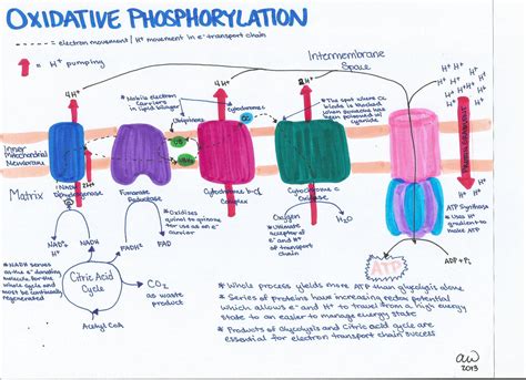 Cell Biology Study Guides | Biology, Study guides and Study