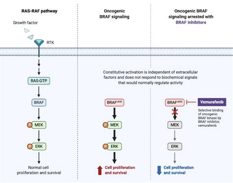 Vemurafenib in Oncogenic BRAF Signaling Pathway in Melanoma | BioRender Science Templates